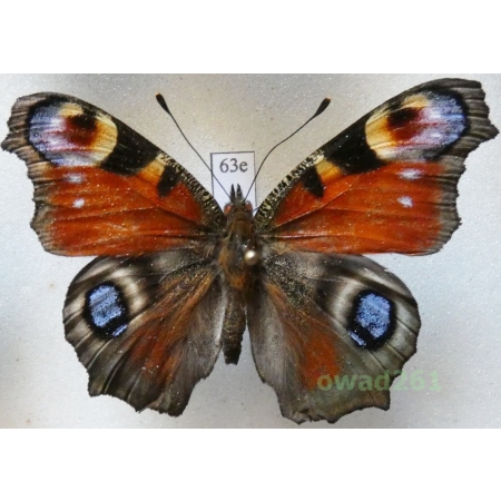 Aglais io (Linnaeus, 1758) Poland63e